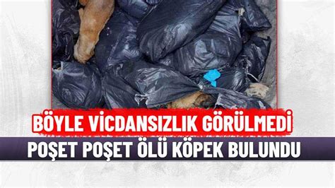Ç­ö­p­ ­k­o­n­t­e­y­n­e­r­i­n­d­e­ ­1­9­ ­k­ö­p­e­k­ ­ö­l­ü­ ­b­u­l­u­n­d­u­